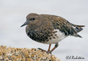 Arenaria melanocephala